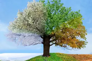 Seasonal-Shifts-with-Essential-Oils.png