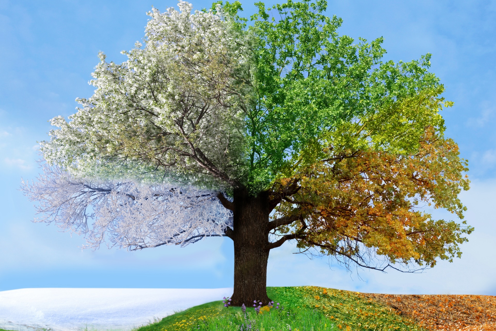 Seasonal-Shifts-with-Essential-Oils.png Seasonal-Shifts-with-Essential-Oils.png