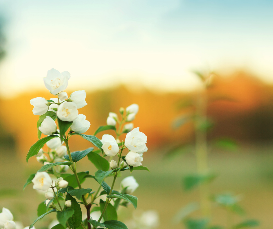 Jasmine Essential Oil for Happiness 
and Self-Confidence