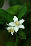 neroli essential oil